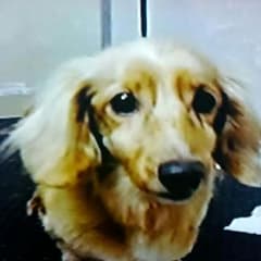桃缶様専用　犬の首輪のサムネイル