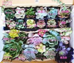 36.多肉植物エケベリア　カット苗30種類詰め合わせ　寄せ植えセットのサムネイル