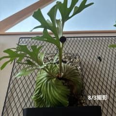【大株】ビカクシダ リドレイ ワイルド ボルネオ 自作蛇籠 大株】ビカクシダ リドレイ ワイルド ボルネオ 自作蛇籠 | Mercari