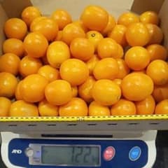 タマタマでお馴染みの宮崎産金柑のサムネイル