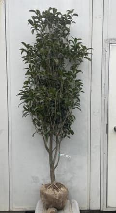 現品》キンモクセイ 樹高1.7m（根鉢含まず）252【金木犀/苗木/植木 