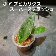 ① ホヤ プビカリクス スーパースプラッシュ - メルカリ