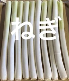 ねぎのサムネイル