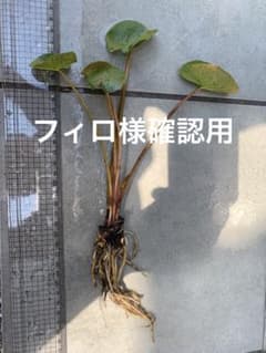 フィロ様確認用のサムネイル