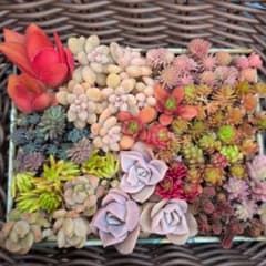 エケベリアセダム13種類セット レア種斑入り森村万年草　カット苗　多肉植物のサムネイル