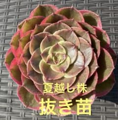 アエオニウム 粉花妖②⭐️お値下げ - メルカリ