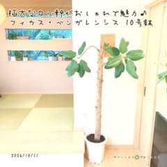 B級品/大型観葉植物】白い幹がおしゃれで魅力♪フィカス