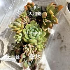 多肉植物　寄せ植えセット　カット苗と抜き苗のサムネイル