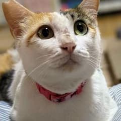 連絡用のサムネイル