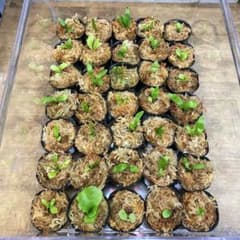 Yellow Moon dwarf Totoroなどビカクシダ胞子培養株35種 - メルカリ