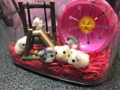 ハムちゃんハウス(。•ᴗ•。)♡のサムネイル