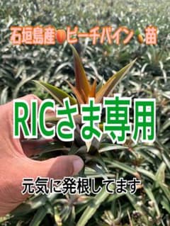 南国 石垣島産 ピーチパイン栽培苗 育成苗 10株セット 元気な苗から