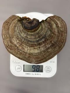 天然サルノコシカケ 置物 標本 - メルカリ