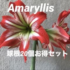 m52055944385_1.jpg?1791275972