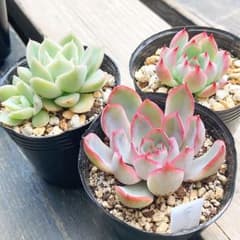 多肉植物　普及種セット苗　抜き苗のサムネイル