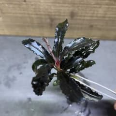 ブセファランドラ クダガン（トロピカ）【大株】抜き苗② - メルカリ