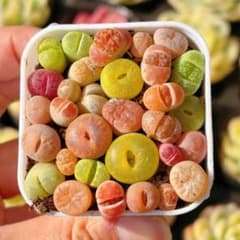 リトープス 鉢ごと発送 カラフル 多肉植物 5cm鉢 - メルカリ