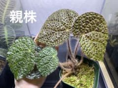 専用❣️超希少❣️Begonia rajah ベゴニア ライア❣️原種ベゴニア