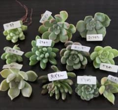 多肉植物　つぶつぶ屋さん苗　マカロニ、赤ずきん、ざらめ、さくらもち、あんず‥のサムネイル