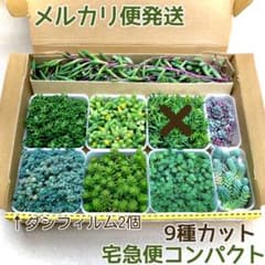 多肉植物 セダム 他 8種カットセットのサムネイル