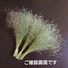 【drf_ayさまご確認画面】5/25採取　ハナヌカススキ〜グリーンベージュ〜のサムネイル