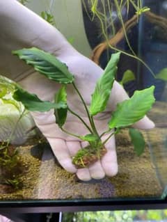 アヌビアス　キングコング　溶岩石付き　1株のサムネイル