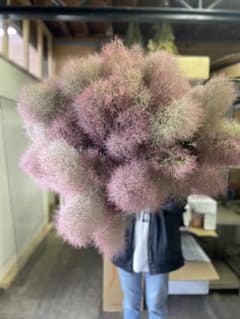 スモークツリー　フレッシュ詰め込みのサムネイル