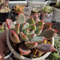 桃紅　多肉植物のサムネイル