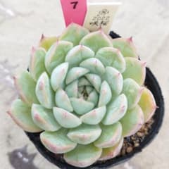 購入済。赤No7 フラワーベリー×シムランスブスタマンテ　抜き苗　発送方法②多肉 購入済。赤No7 フラワーベリー×シムランスブスタマンテ 抜き苗 発送