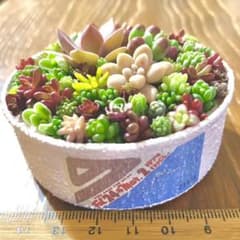 このまま発送 スモーキーピンクリメ缶 多肉植物寄せ植えのサムネイル