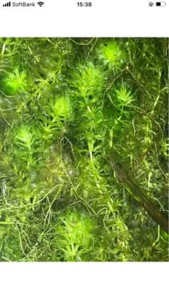 国産ムジナモ 6本　食虫植物 水草のサムネイル