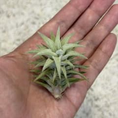 チランジア バンハイニンギー　ダンボ　レア　③ チランジア バンハイニンギー ダンボ レア ③ - メルカリ