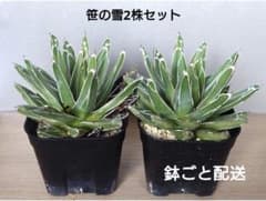 【育成見比べ2株セット】アガベ 笹の雪 ササノユキ プレステラ105 鉢ごとのサムネイル