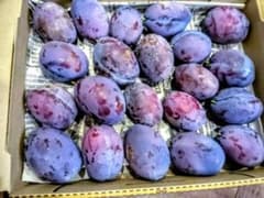 プルーン スタンレイ 岩手県産 栽培期間中農薬除草剤不使用のサムネイル