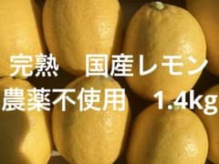 完熟　国産　レモン　農薬不使用　1.4kgのサムネイル