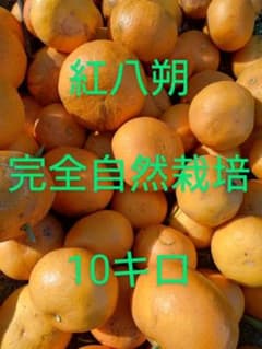 はっさく　八朔　10キロ　38個程度　静岡県伊東産　完全無農薬　完全自然栽培のサムネイル