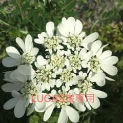 LUCAS様専用のサムネイル