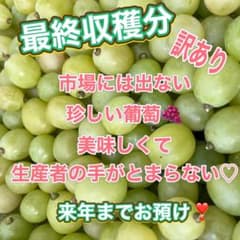訳ありシャインマスカット　無限葡萄　最終収穫分のサムネイル