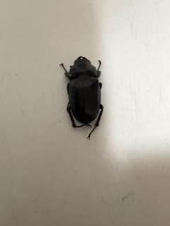 ケルブスミヤマクワガタ メス 標本 黒色のサムネイル