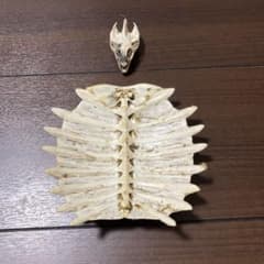 m52209761736_1.jpg?1749894949