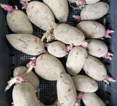 じゃがいも　グランドペチカ デストロイヤー約1キロ（箱込み）　種芋のサムネイル