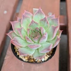 ミスリル　Mithril　ハルカサキュレント　多肉植物のサムネイル