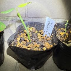 こめ様専用 4株バラ挿木苗セット - メルカリ