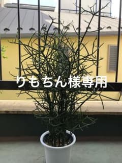 ミルクブッシュ　お値段相談可❗️のサムネイル