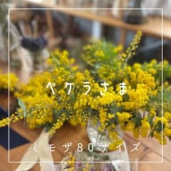 フレッシュミモザのサムネイル