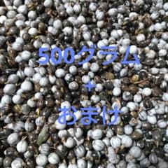 数珠玉  ５００グラムのサムネイル