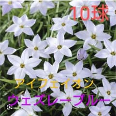 お値下げ☆アイフェイオン 球根 ウェズレーブルー 10球のサムネイル