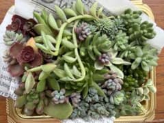 多肉植物 寄せ植えセット カット苗 抜き苗 葉挿しのサムネイル