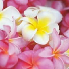 みんみ様専用のサムネイル