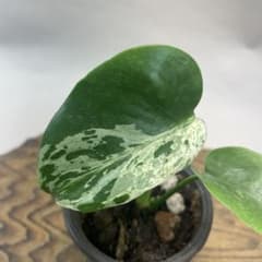 a47品種保証！斑入り保証！Bulbasaurモンステラ バルバソー フシギダネ